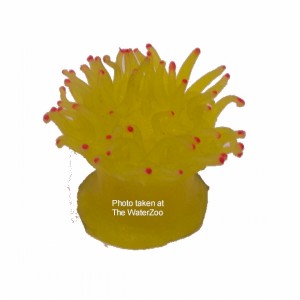 Azoo Yellow Anemone